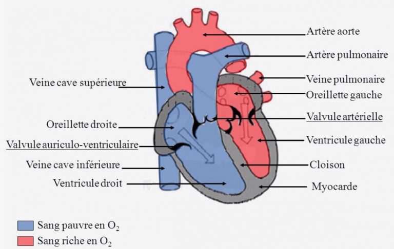 Schema Du Coeur Medecine Paces Anatomie Humain Et Anatomie Corps Images